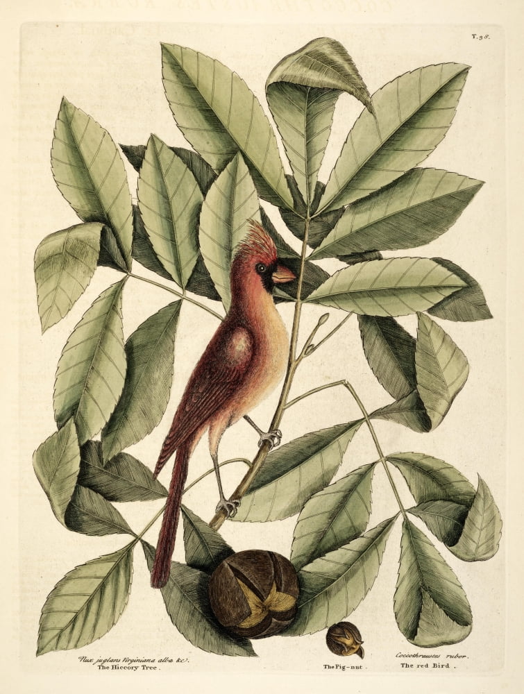 Red Bird Canvas Art - Mark Catesby (18 x 24)