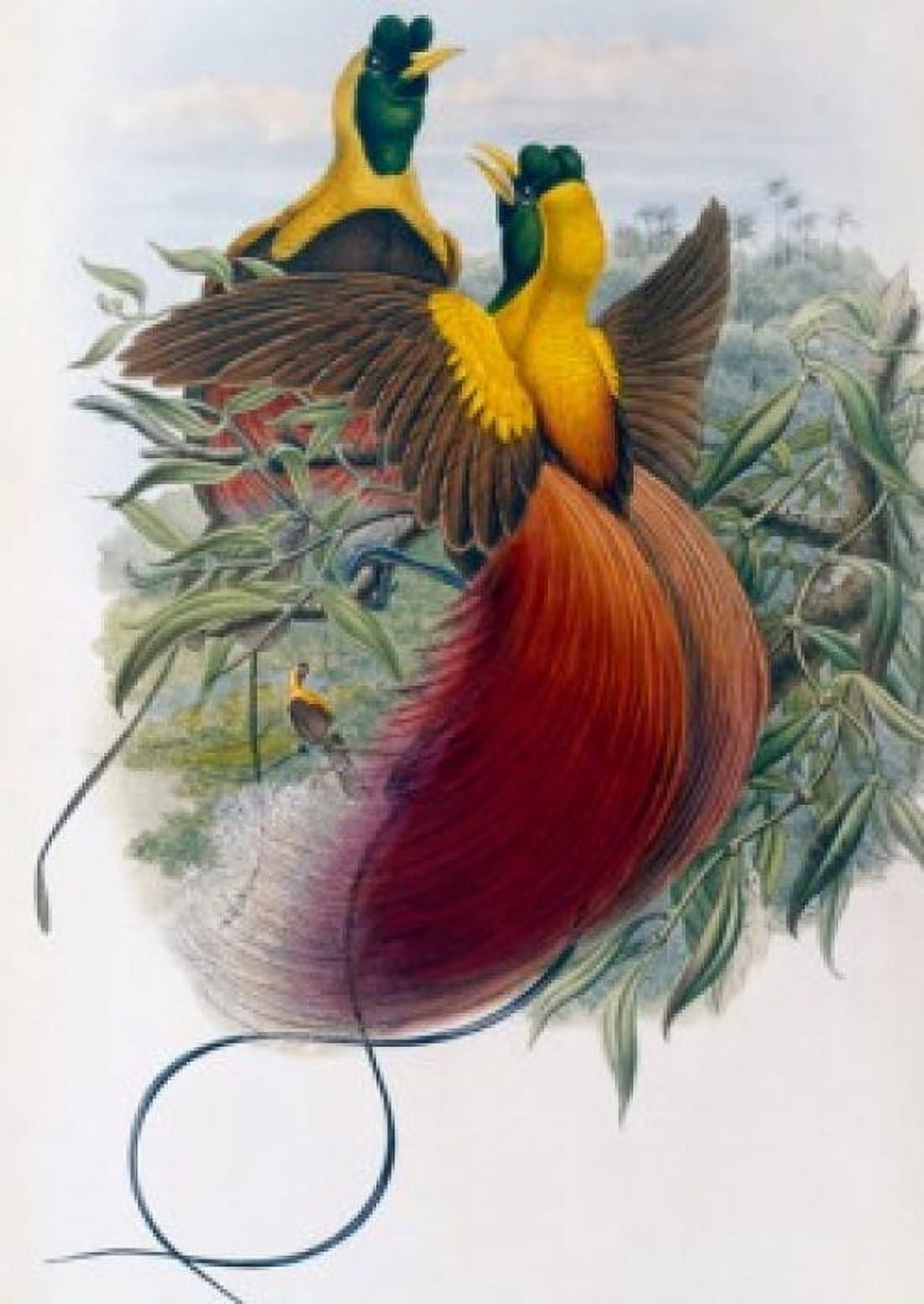 Red Bird of Paradise John Gould (1804-1881 British) Canvas Art - John Gould (18 x 24)