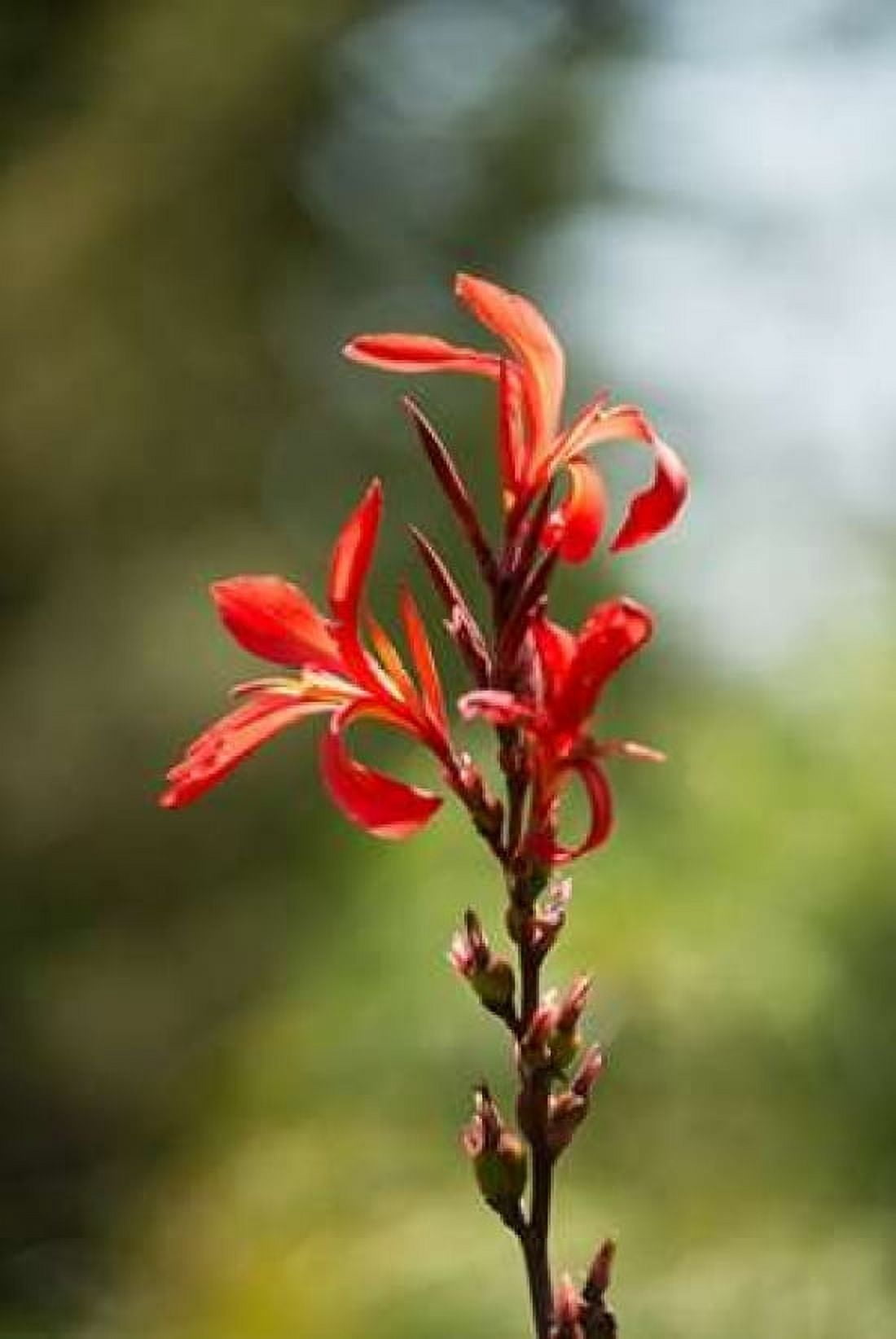 Red Bloom Canvas Art - Erin Berzel (24 x 36)