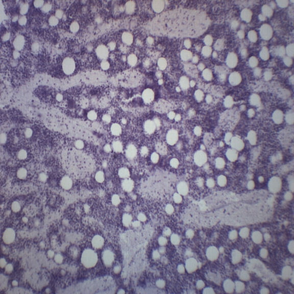 Red Bone Marrow Section, Mammal - Prepared Microscope Slide - 75 x 25mm - Biology & Microscopy - Eisco Labs
