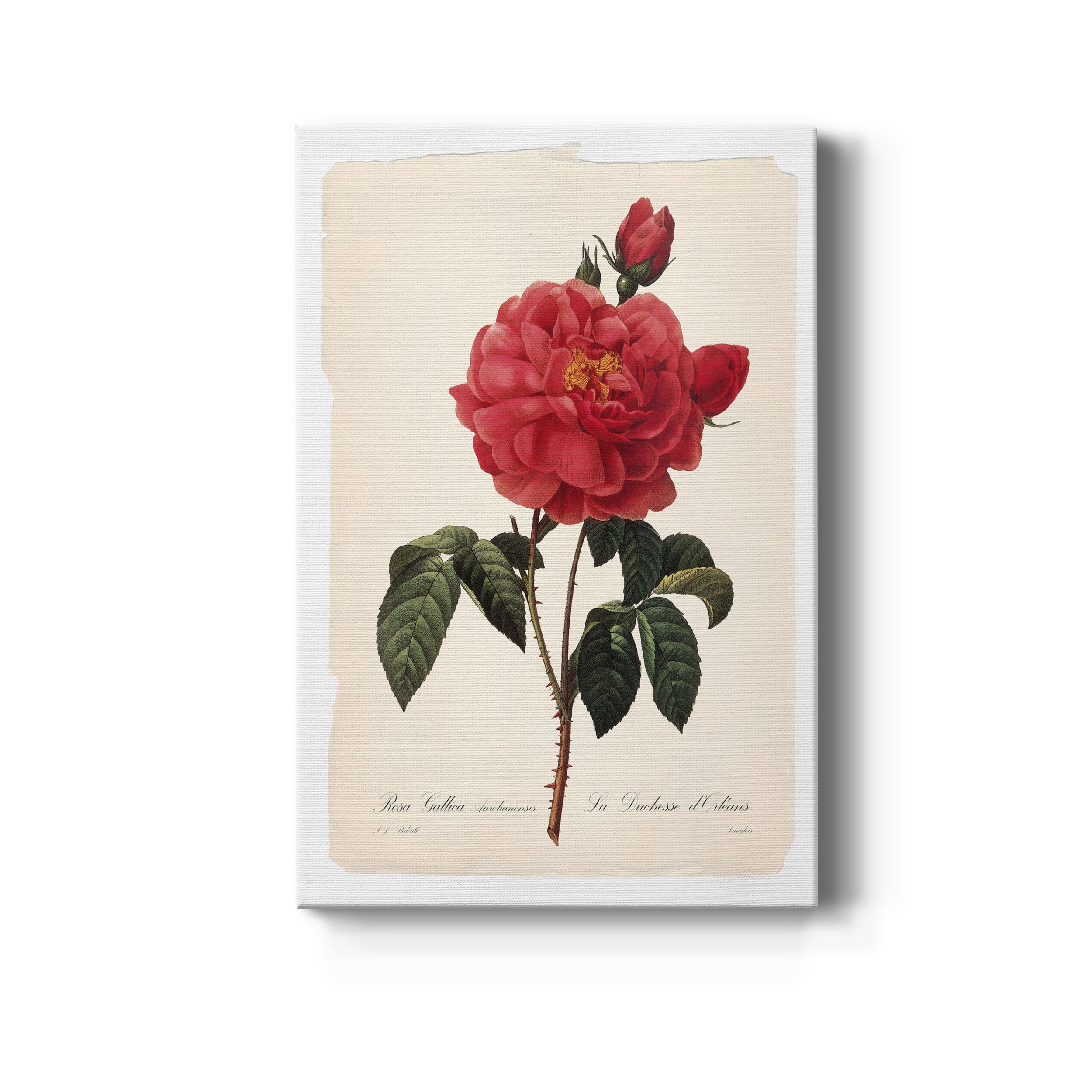 Red Botanical III Premium Gallery Wrapped Canvas - Ready to Hang - 24 x 36