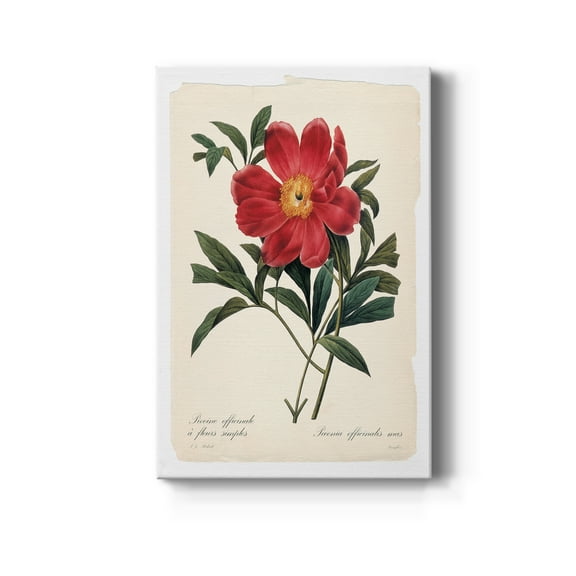 Red Botanical IV Premium Gallery Wrapped Canvas - Ready to Hang - 40 x 60