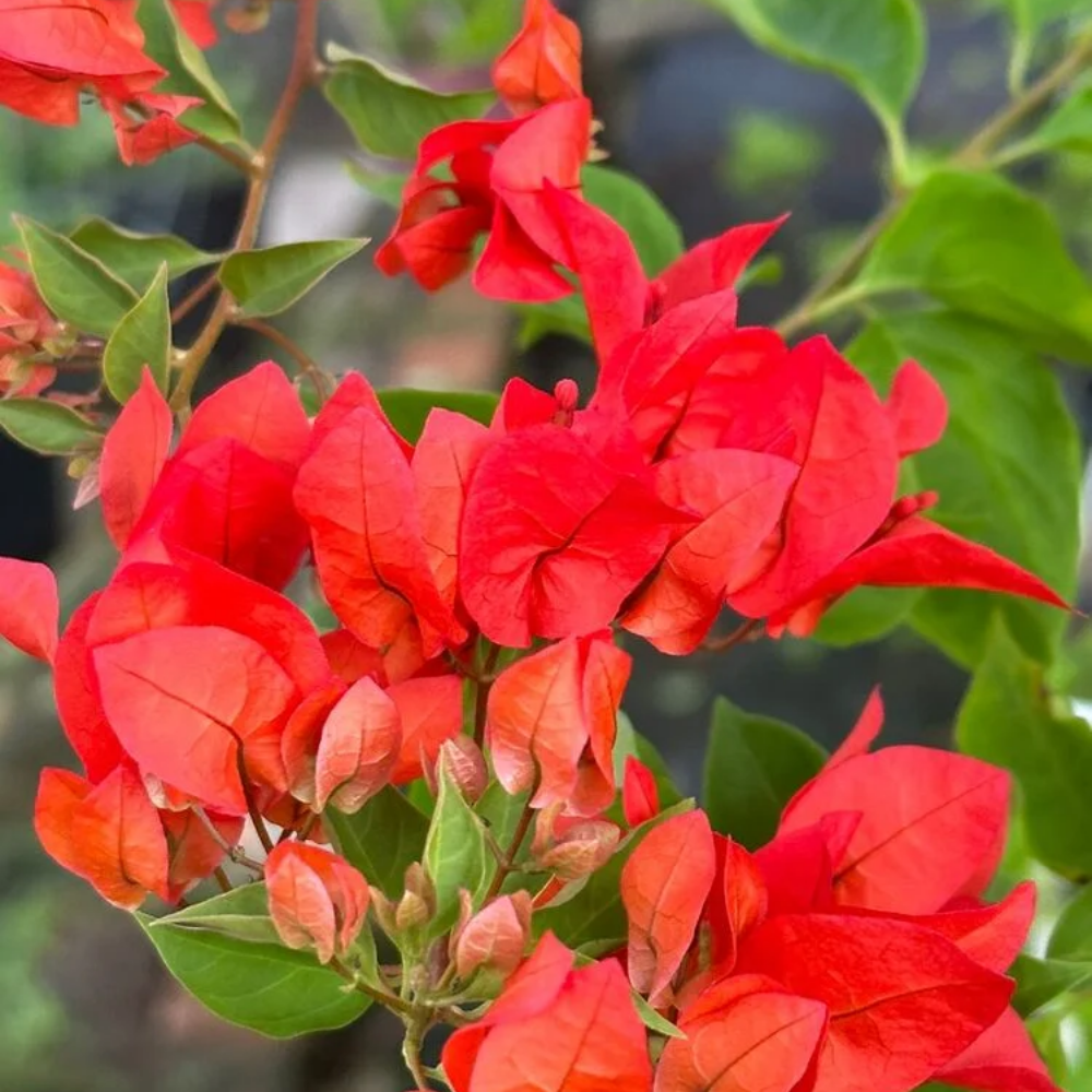 Red Bougainvillea Plant, Flowering Bougainvillea Live Plant, Indoor Outdoor Growing, 4 to 6 Inches