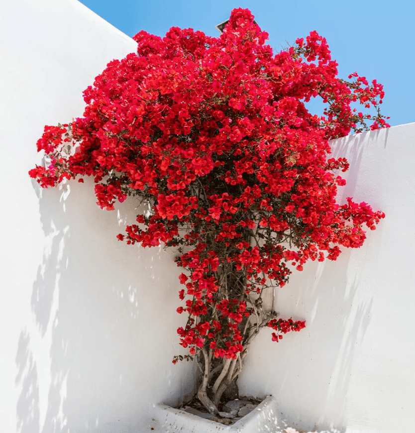 Red Bougainvillea Plant Live for Planting, Ornamental Flower Plant for Outdoor 6 to 8 Inch Tall