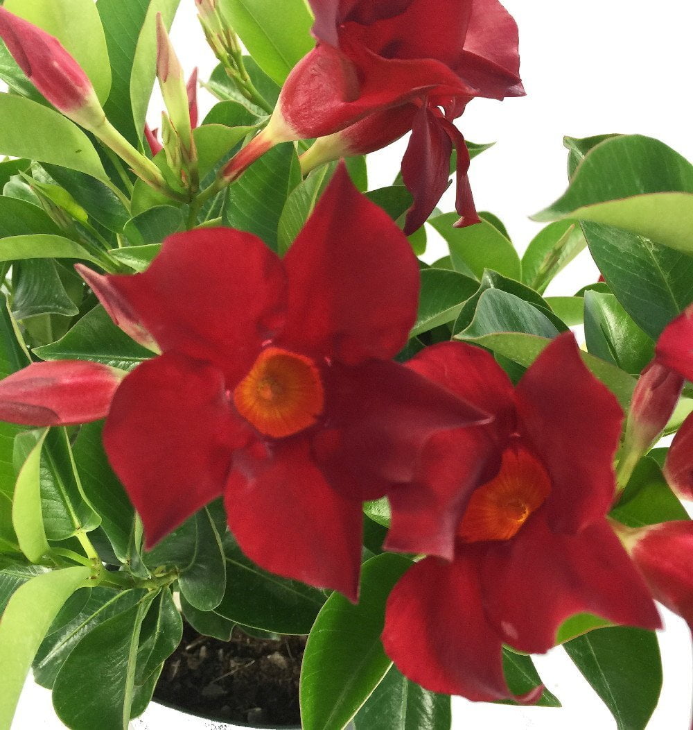 Red Brazilian Jasmine Plant Mandevilla/Dipladenia 10" Hanging