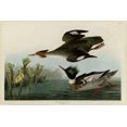 thumbnail image 1 of Red Breasted Merganser Poster Print by John James Audubon (20 x 28), 1 of 1