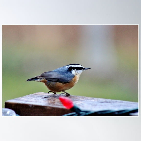 Red-Breasted Nuthatch Poster Wall Art, Modern Wall Decor For Living Room Bedroom, 8x12 UNFRAMED