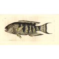thumbnail image 1 of Red Breasted Wrasse, Cheilinus Fasciatus Poster Print By ® Florilegius Mary Evans (24 X 18), 1 of 3