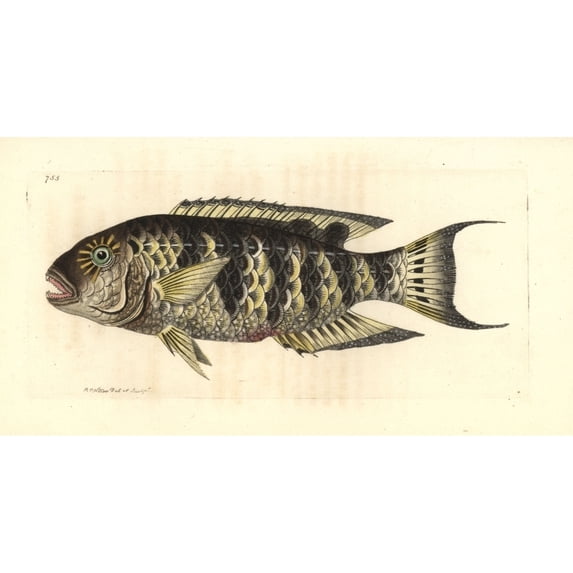 Red Breasted Wrasse, Cheilinus Fasciatus Poster Print By ® Florilegius Mary Evans (24 X 18)