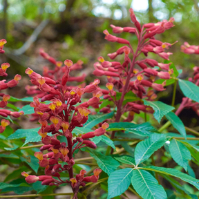 Red Buckeye Live Plant, Aesculus Pavia Dwarf Shrub Tree, Red Flower Clusters, Hummingbird Friendly Garden Plant,8- 12 Inch Tall, 4 Inch Pot