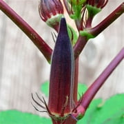 Red Burgundy Okra Seeds - 200 Count Seed Pack - Non GMO - an Open pollinated Variety with Beautiful deep, red pods