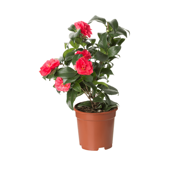 Red Camellia Plant 8-12'' Tall, Live Camellia Shrub, Showy Seasonal Blooms, Outdoor Planting