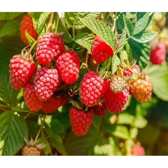 Red Caroline Raspberry Plants to Grow - Easy to Grow Rooted Plants - Grow Delicious Raspberry Fruits (1 Plant)