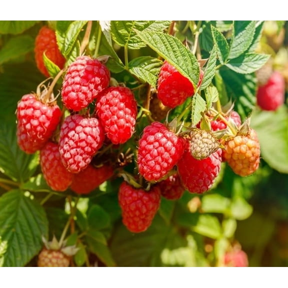 Red Caroline Raspberry Plants to Grow - Easy to Grow Rooted Plants - Grow Delicious Raspberry Fruits (2 Plants)