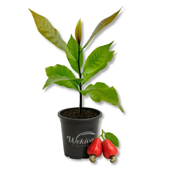 Red Cashew Tree - Live Plant in a 4 Inch Growers Pot - Anacardium Occidentale - Beautiful Edible Nut Bearing Tree for Patio and Garden