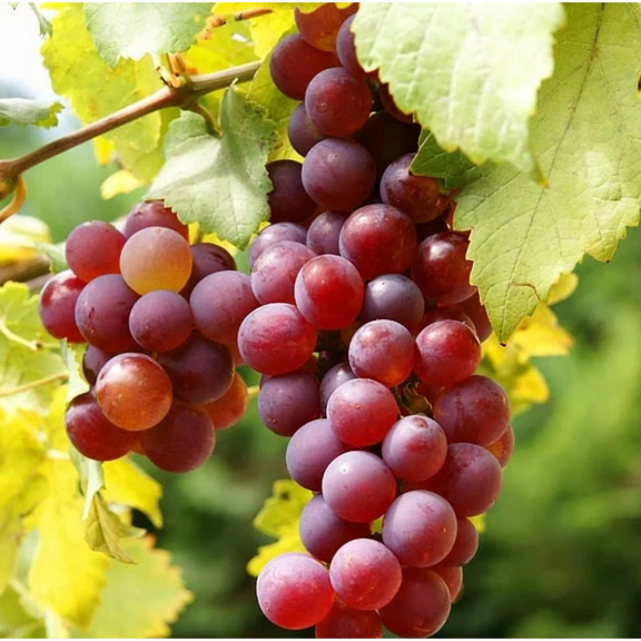 Red Catawaba Grape Vine Plant Live for Planting, Sweet Red Grapes for Outdoor Garden, 4 to 8 Inch Tall
