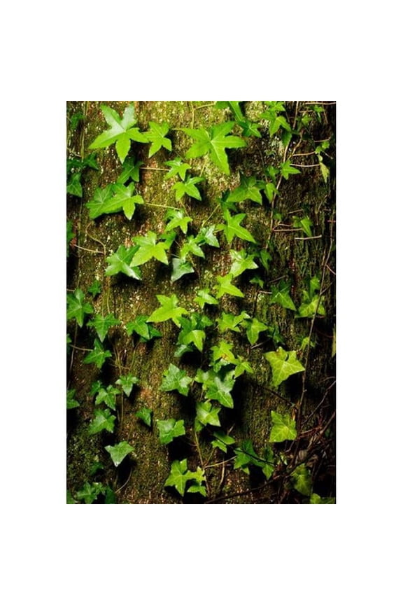 Red Cedar English Ivy Stanley Park British Columbia Poster Print by Paul Colangelo - 18 x 26 in.