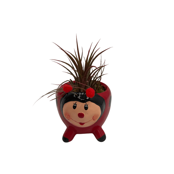 Red Ceramic Ladybug Planter plus Live Air Plant - Tillandsia - 3" Pot