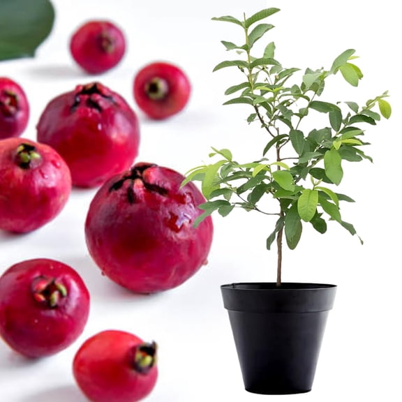 Red Cherry Guava Tree Plant Live, 1 Year Old Tree in Half Gallon Pot, Red Strawberry Guava Fruit 10-16 Inch, Well-Rooted, Ornamental Plants, No CA