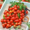 thumbnail image 1 of Red Cherry Small Tomato Seeds - 1 Oz ~6800 Seeds - Non-GMO - Vegetable Garden - Solanum lycopersicum, 1 of 1