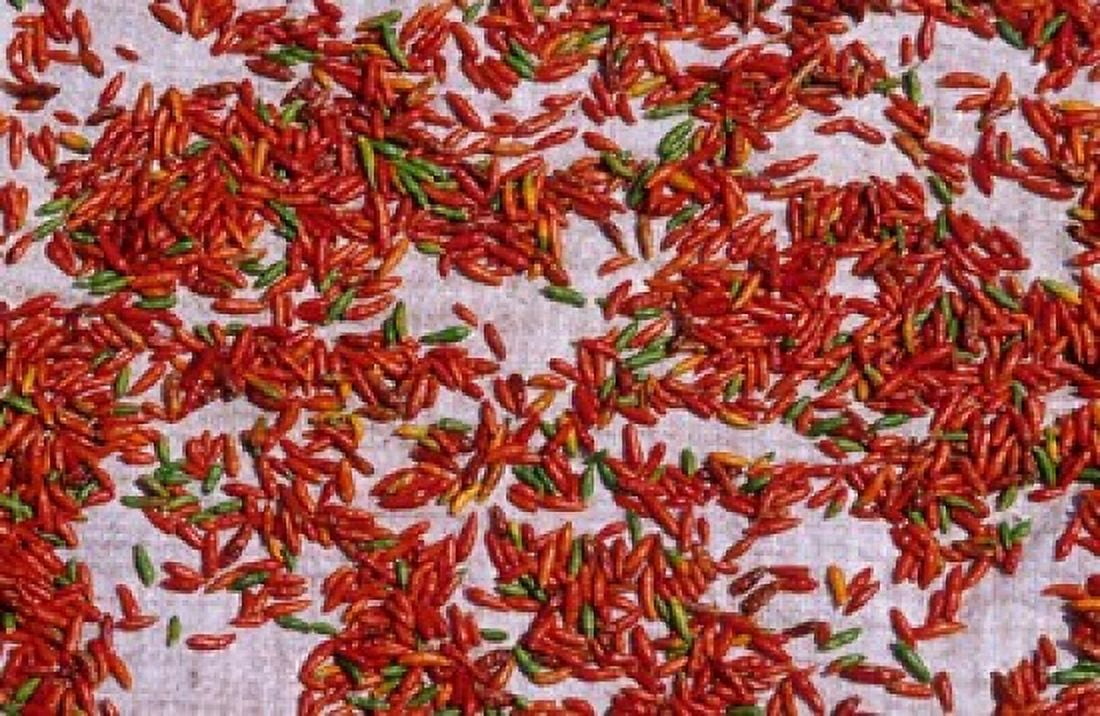 Red Chili Drying in the Midday Sun Madagascar Canvas Art - Daisy Gilardini DanitaDelimont (36 x 24)