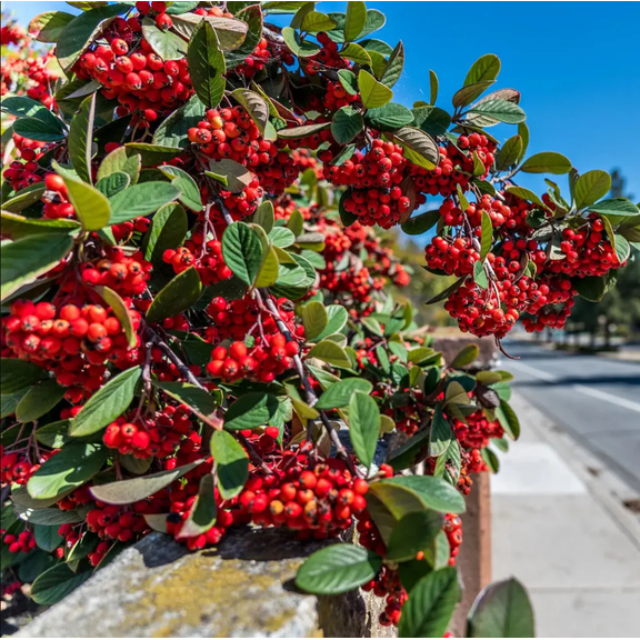 Red Chokeberry Bush Plant Live for Planting, Hardy Berry Bush for Garden, Native Choke Cherry Berry Shrub, 10-16 Inch Tall