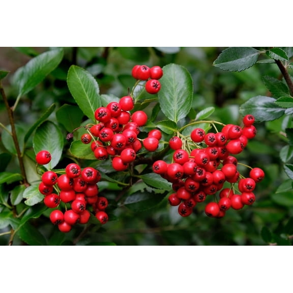 Red Chokeberry Seedlings for Planting Year Old Trees Well Rooted 3 Seedlings