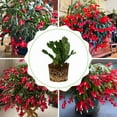 thumbnail image 1 of Red Christmas Cactus Live Houseplant, Thanksgiving Cactus in Compact 3in Pot, Ideal for Indoor Outdoor Arrangement, 1 of 5