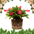 thumbnail image 1 of Red Christmas Cactus Live Indoor Outdoor Plant, Thanksgiving Cactus in Small Pot, Ideal for Seasonal Display, 1 of 5