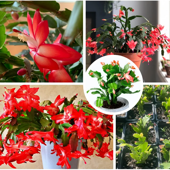 Red Christmas Cactus Live Plant for Planting, Holiday Cactus Flowers Crab Cactus Plant 7 Inch Height in 6 Inch Pot