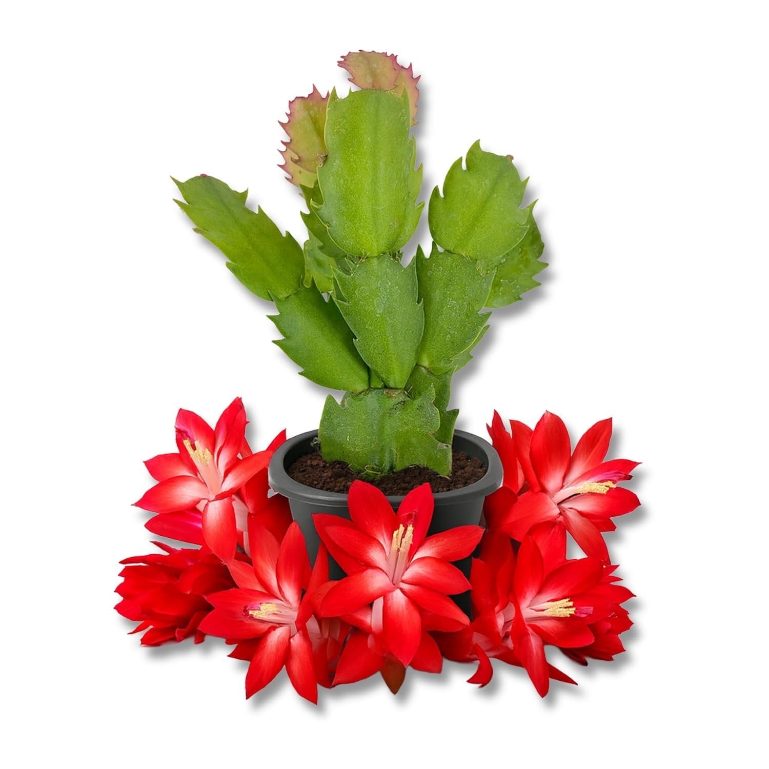Red Christmas Cactus - 1 Live Starter Plant - Schlumbergera Bridgesii - Beautiful Colorful Tropical Indoor Succulent