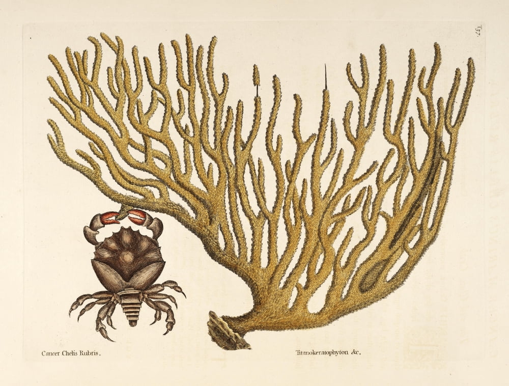 Red Claw-crab Canvas Art - Mark Catesby (18 x 24)