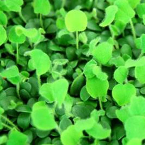 Red Clover Seeds: 4 Oz - Non-GMO Sprouting Seeds for Growing Microgreens