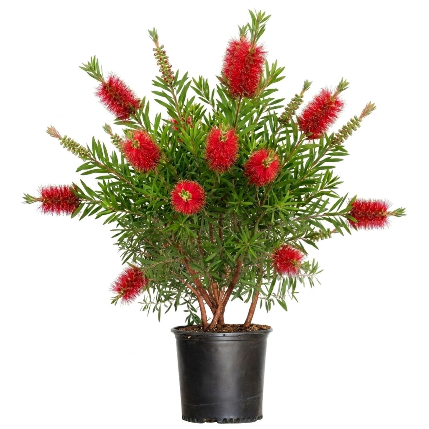 Expert Gardener Red Cluster Bottlebrush (2.5 Gallon) Flowering Evergreen Shrub with Brush-Like Blooms - Full Sun Live Outdoor Plant