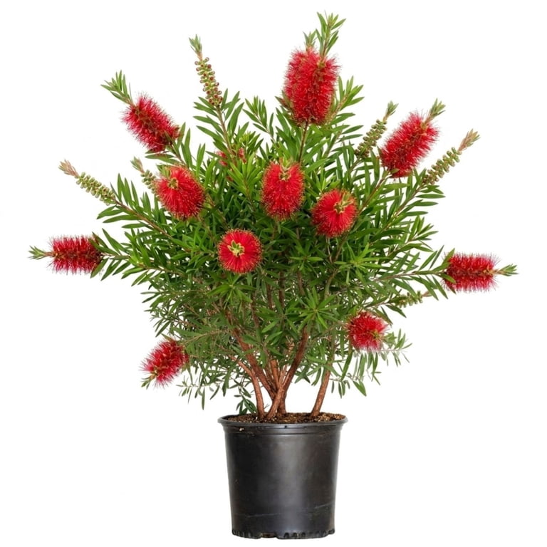 Red Cluster Bottlebrush, Flowering Evergreen Shrub