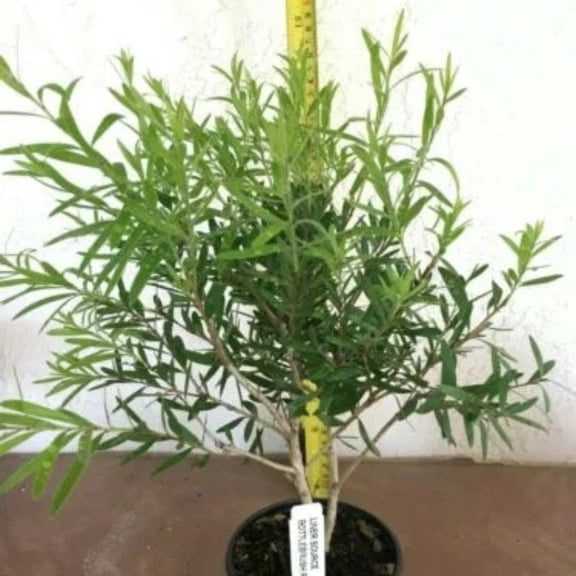 Red Cluster Bottlebrush Live Starter Plants (2 Plants) – Less Than 12 Inches Tall