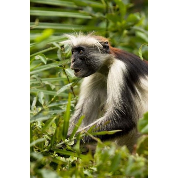 Red Colobus Monkey, Volcanoes NF, Rwanda Poster Print by Joe & Mary Ann McDonald (11 x 17)