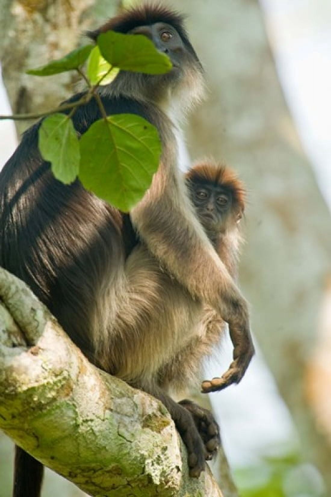 Red Colobus monkey with its young one on a tree Kibale National Park Uganda Canvas Art - Panoramic Images (24 x 36)