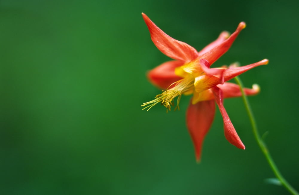 Red Columbine (Aquilegia Formosa) Canvas Art - Robert Postma Design Pics (18 x 11)