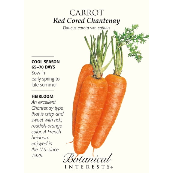 Red Cored Chantenay Carrot Seeds - 1 gram