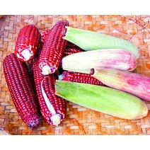 Red Corn Seeds for Planting - Bloody Butcher Indian Corn - Grown in Iowa - Stunning Color (250 Seeds)