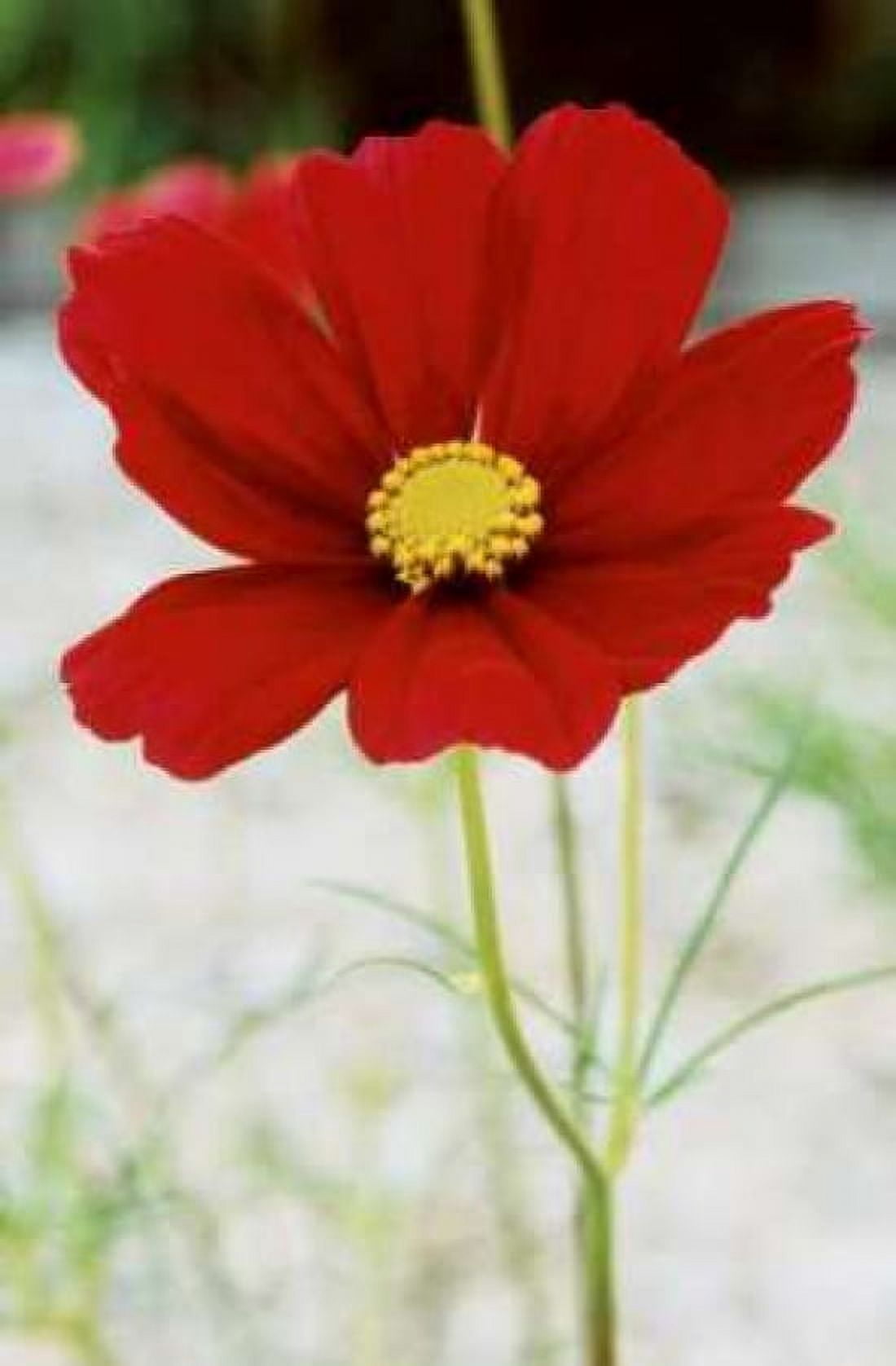 Red Cosmos I Canvas Art - Bob Stefko (24 x 36)