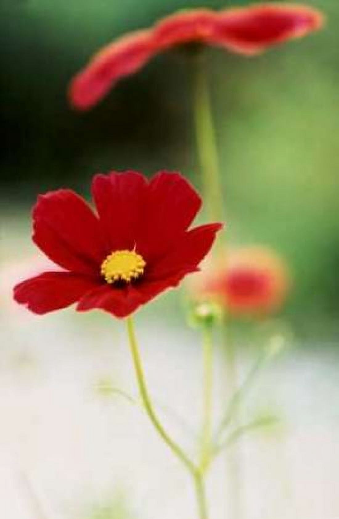 Red Cosmos II Canvas Art - Bob Stefko (12 x 18)