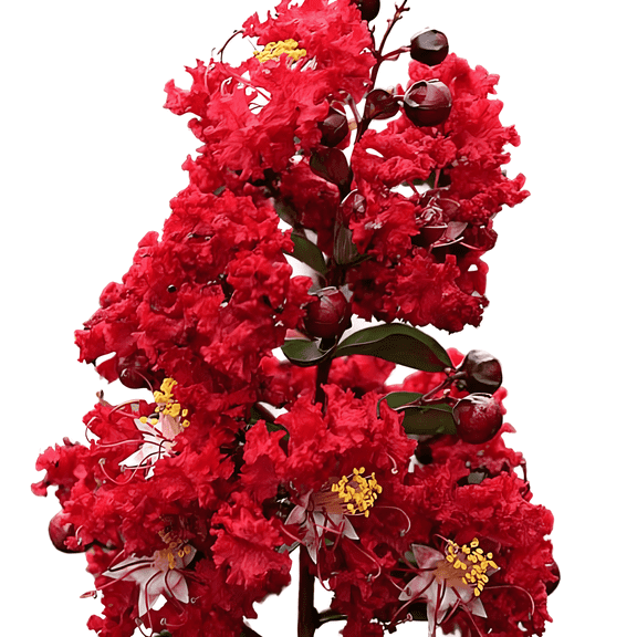 Red Crape Myrtle Tree, Hardy Flowering Ornamental Tree for Landscapes