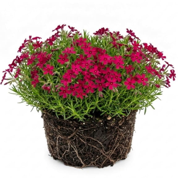 Red Creeping Phlox Live Plant, 2-3 Inch Rooted Starter Plant, No Pot, Live Creeping Phlox Plants, Low Growing Ground Cover, Spring Blooming Perennial