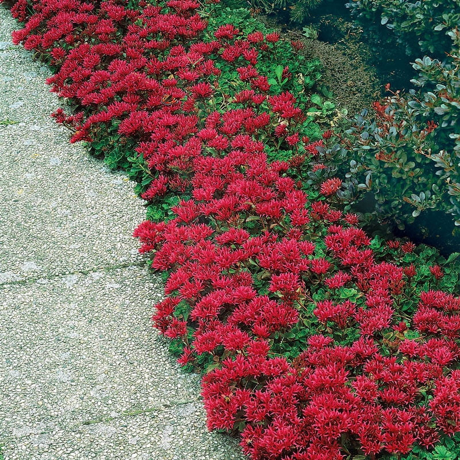 Red Creeping Sedum Bare Root Flowering Perennial Groundcover Starter