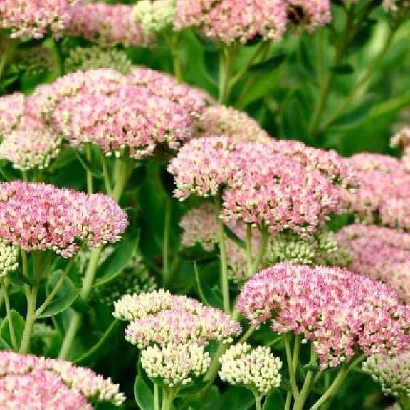 Red Creeping Stonecrop Starter Plant - 1 In Plug, Full Sun, USDA Zones 3-9
