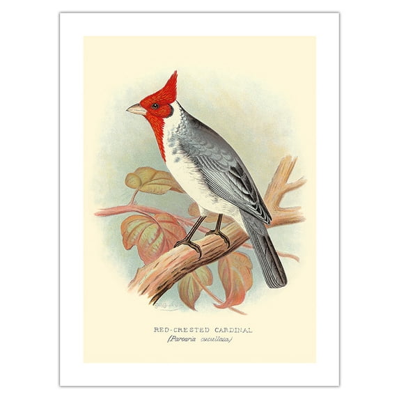 Red Crested Cardinal (Paroaria coronata) - Vintage Bird Illustration by Frederick William Frohawk c.1899 - Bamboo Fine Art 290gsm Paper Print (Unframed) 24x32in