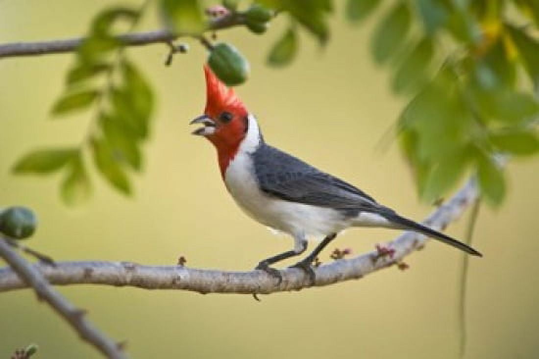 Red-Crested cardinal on a branch Three Brothers River Meeting of the Waters State Park Pantanal Wetlands Brazil Canvas Art - Panoramic Images (16 x 11)