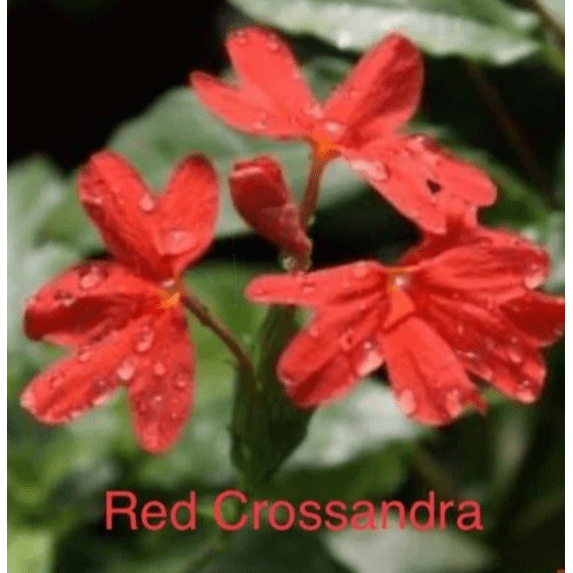 Red Crossandra live plant, small pot, 1 count